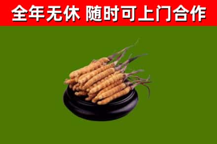 汕尾回收散虫草