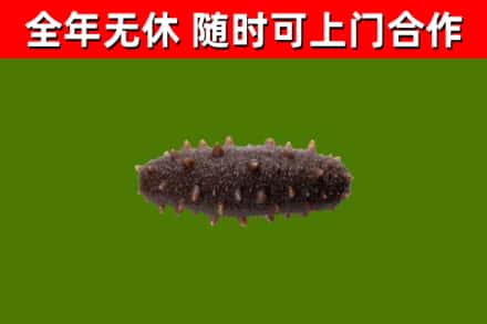 汕尾回收海参干